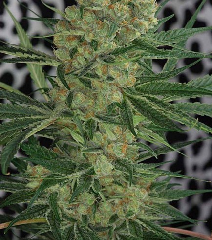 Cheese Quake (TGA Subcool Seeds)