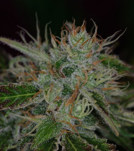 Chernobyl (TGA Subcool Seeds)