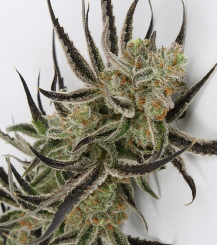 Chernobyl (TGA Subcool Seeds)