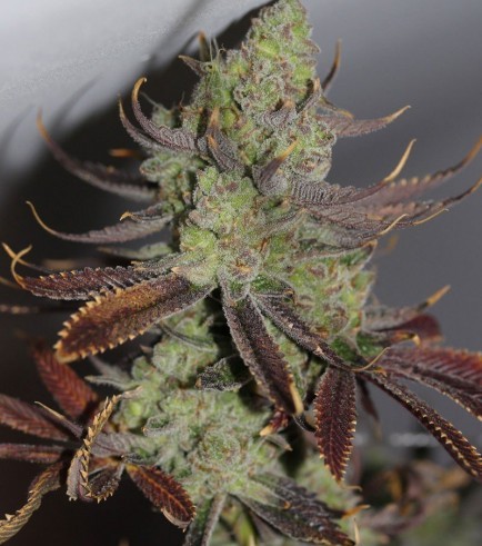 Conspiracy Kush (TGA Subcool Seeds)