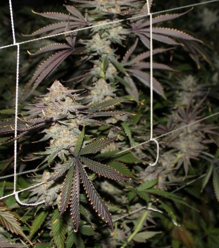 Conspiracy Kush (TGA Subcool Seeds)