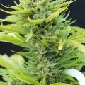 Dairy Queen (TGA Subcool Seeds)