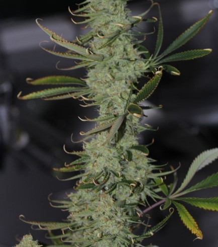 Galactic Jack (TGA Subcool Seeds)