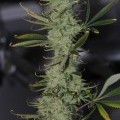 Galactic Jack (TGA Subcool Seeds)