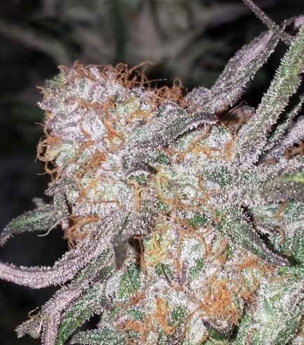 Hurkle (TGA Subcool Seeds)