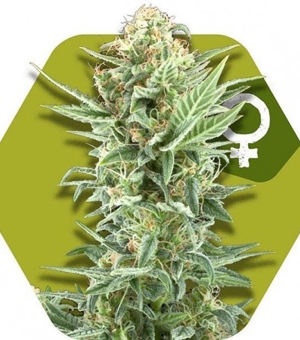 Power Kush (Zambeza Seeds)