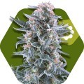 Blueberry Autoflowering (Zambeza Seeds)