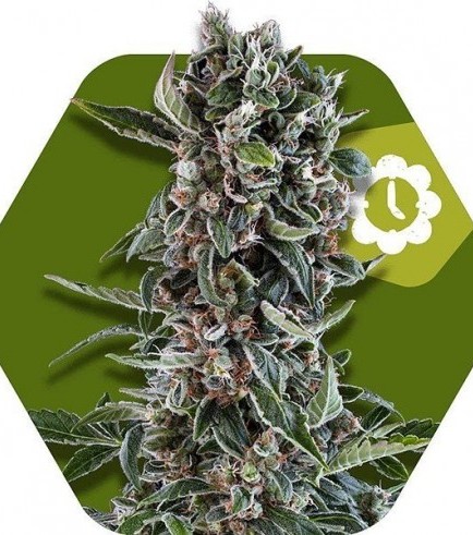 Blueberry Cheese Autoflowering (Zambeza Seeds)