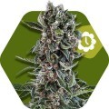 Blueberry Cheese Autoflowering (Zambeza Seeds)