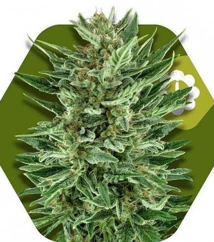 White Cheese Autoflowering (Zambeza Seeds)