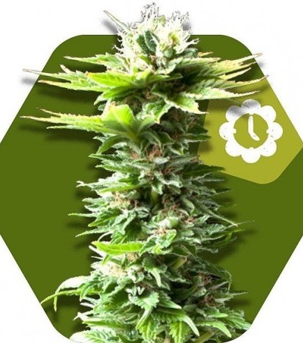 Power Kush Autofloreciente (Zambeza Seeds)