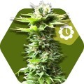 Power Kush Autofloreciente (Zambeza Seeds)