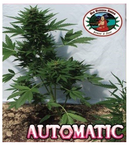 Automatic (Big Buddha Seeds)