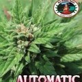 Automatic (Big Buddha Seeds)