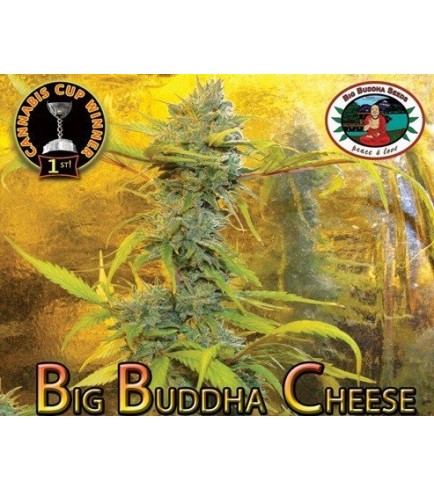 Big Buddha Cheese (Big Buddha Seeds)