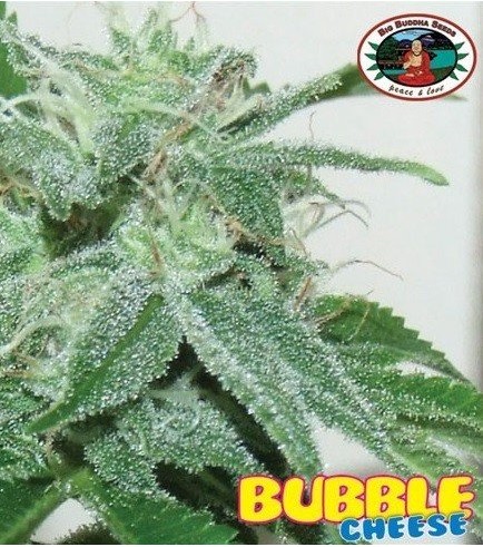 Bubble Cheese (Big Buddha Seeds)