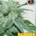 Bubble Cheese (Big Buddha Seeds)