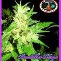 Buddha Haze (Big Buddha Seeds)