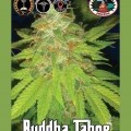Buddha Tahoe (Big Buddha Seeds)
