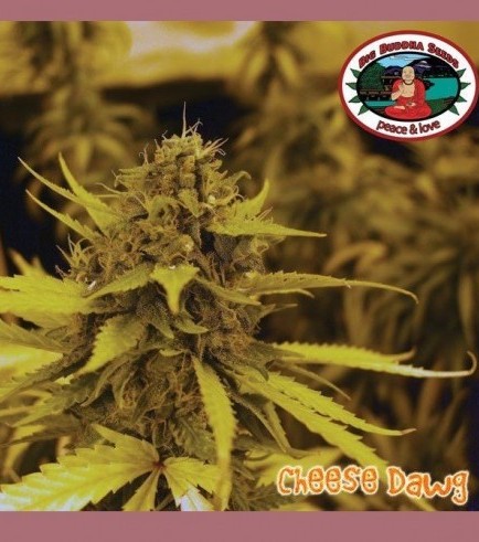 Cheese Dawg (Big Buddha Seeds)