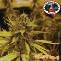 Cheese Dawg (Big Buddha Seeds)