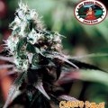 Cheese Dawg (Big Buddha Seeds)