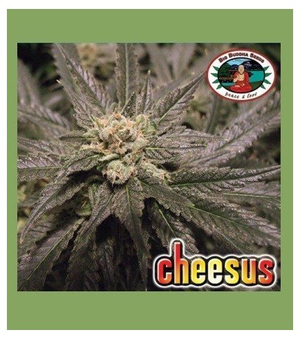 Cheesus (Big Buddha Seeds)