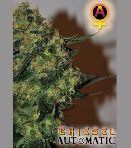 Chiesel Automatic (Big Buddha Seeds)