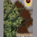 Chiesel Automatic (Big Buddha Seeds)