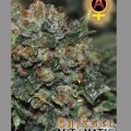 Chiesel Automatic (Big Buddha Seeds)