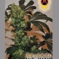 Chiesel Automatic (Big Buddha Seeds)