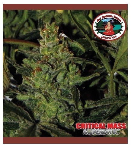 Critical Mass Automatic (Big Buddha Seeds)