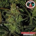 Critical Mass Automatic (Big Buddha Seeds)