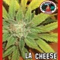 L.A. Cheese (Big Buddha Seeds)