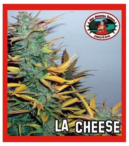 L.A. Cheese (Big Buddha Seeds)