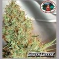 Silver Cheese (Big Buddha Seeds)