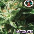 Super Automatic Sativa S.A.S. (Big Buddha Seeds)