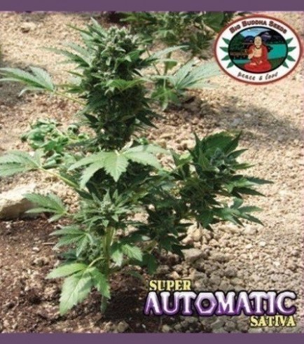 Super Automatic Sativa S.A.S. (Big Buddha Seeds)