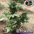 Super Automatic Sativa S.A.S. (Big Buddha Seeds)