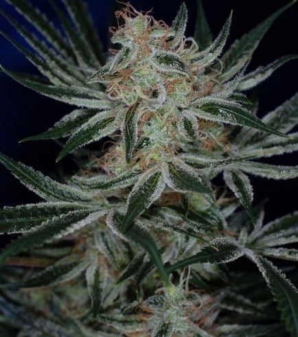Jack The Ripper (TGA Subcool Seeds)