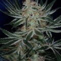 Jack The Ripper (TGA Subcool Seeds)