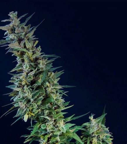 Kama Kush CBD (Kannabia)