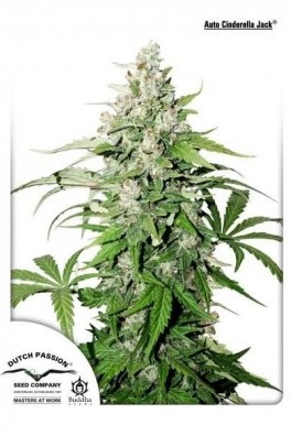 Jack Herer - Strain Information - CannaConnection