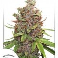 Auto Glueberry O.G. (Dutch Passion)