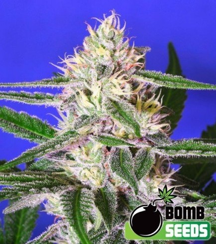 Edam Bomb (Bomb Seeds)