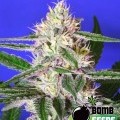 Edam Bomb (Bomb Seeds)