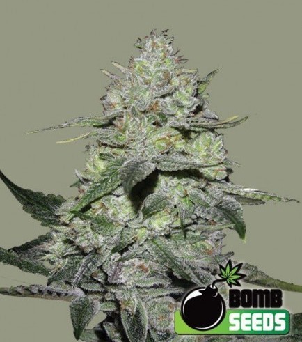 Gorilla Bomb (Bomb Seeds)