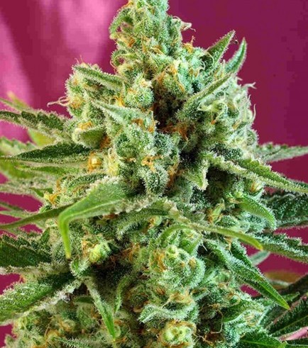 S.A.D. Sweet Afgani Delicious CBD (Sweet Seeds)