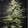 The Church CBD (Greenhouse Seeds)