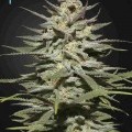 Super Lemon Haze CBD (Greenhouse Seeds)